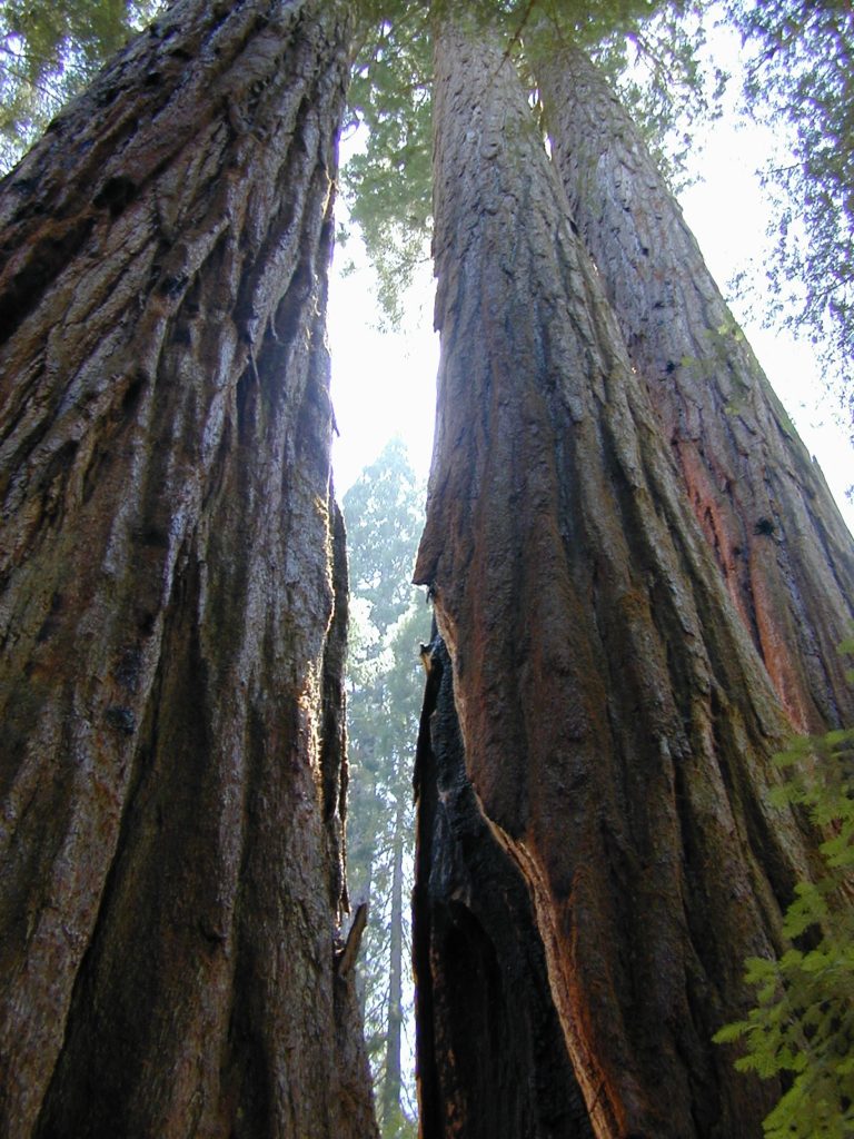 Giant Sequoia Pair