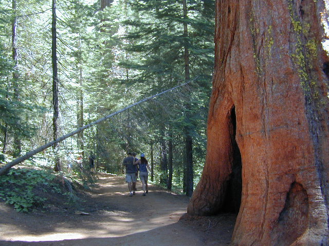 sequoia grove map