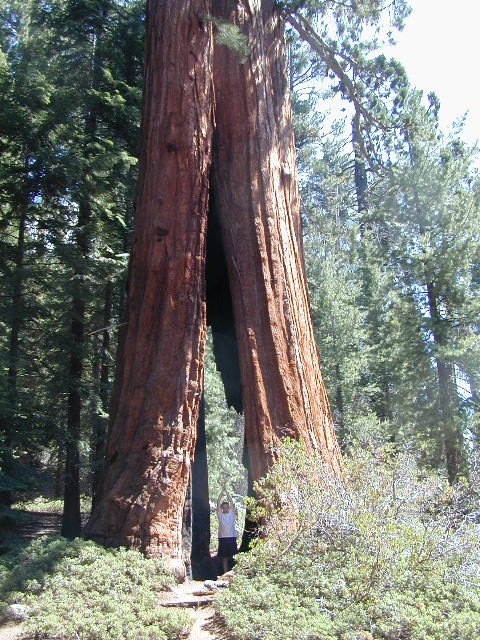 Topo Atlas Giant Sequoia