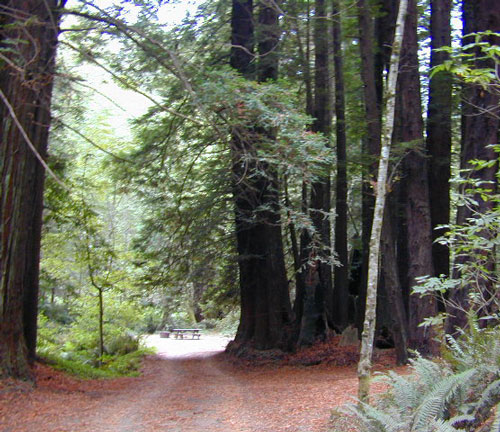 California Redwood Maps