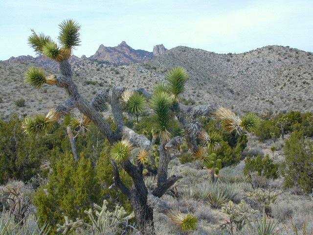 Mojave National Preserve Map