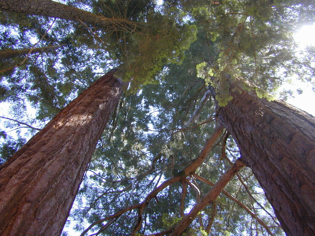 California Redwood Maps Sequoia